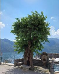 Abbadia Lariana (Lecco), Gelso Vecchia Filanda (foto LNews)