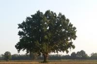 Cavenago d’Adda (Lodi) quercia dai cento nidi (foto LNews)